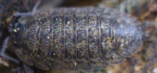 Porcellio montanus
